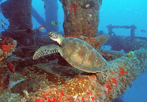 Plataformas marítimas são vistoriadas para reduzir impacto sobre as tartarugas
